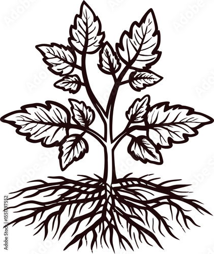 Botanical illustration of tomato plant with leafy stems and exposed root system in vintage engraving