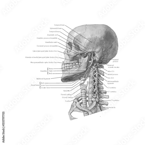 Human Skull and Cervical Vertebrae Anatomy – Labeled Lateral View of Head and Neck Highlighting Cranial Bones, Sutures, and Vertebral Structures
