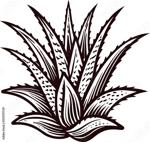Hand drawn agave plant illustration with spiky leaves in vintage engraving