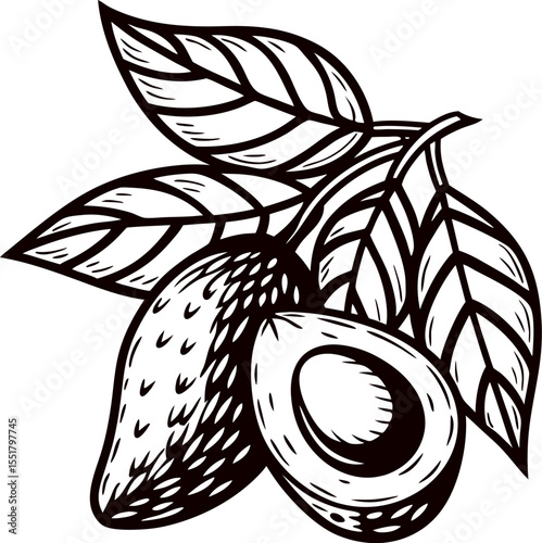 Hand drawn vintage avocado with pit and leaves illustration in engraved isolated on white background