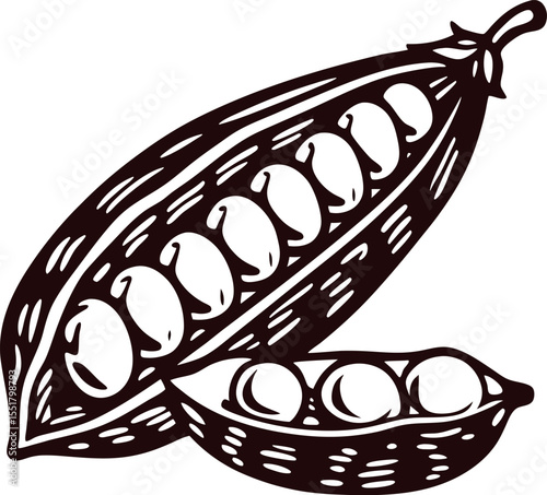 Hand drawn open pea pod illustration with seeds in engraved vintage isolated on white background