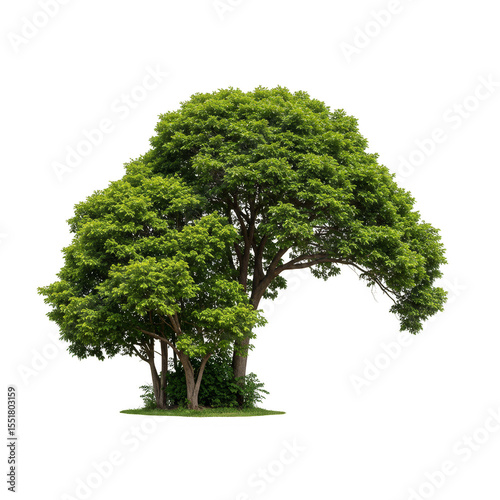 Realistic Image of Green Tree Foliage Isolated Against Transparent Background