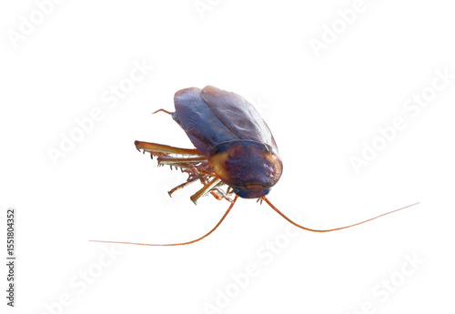 insect png