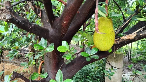 A large Indian Jackfruit tree with fruits on the tree a footage showing leaves stems branches of the whole tree