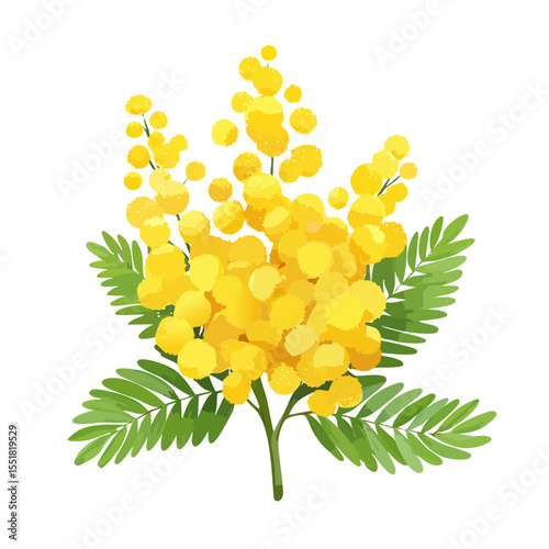 Blooming Mimosa Branch: A Vibrant Display of Golden Flowers