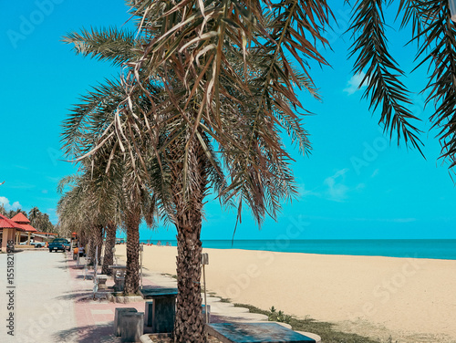 Fototapeta Naklejka Na Ścianę i Meble -  palm trees on the beach