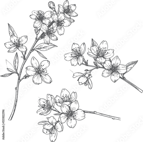 Cherry Blossom Branch Sketch Set