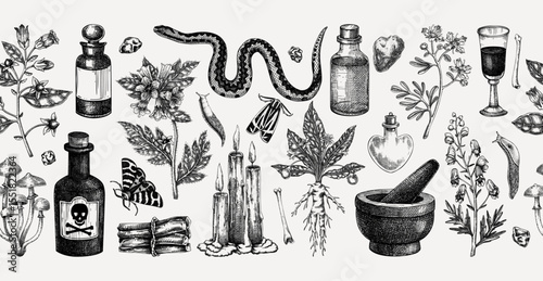 Witchcraft hand drawn vector illustration. Bohemian seamless ribbon. Halloween background. Witch herbs, poisonous plants, and magic ingredients sketches. NOT AI generated