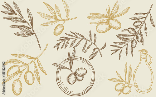 Olive collection Plant drawings. Retro style elements, vector Sketch Olive decorative set, Hand Drawn Botanical Illustrations, simple linear style.