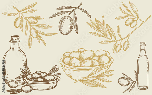 Olive collection Plant drawings. Retro style elements, vector Sketch Olive decorative set, Hand Drawn Botanical Illustrations, simple linear style.