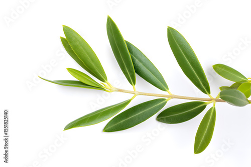 Olive tree branch on white background.
A branch of an olive tree with fresh green leaves isolated on a white background. Natural botanical element for eco-themed design.
