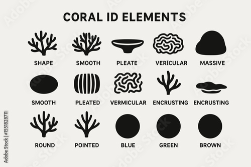 Coral identification elements chart: shapes, textures, and colors