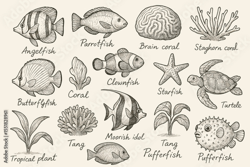 Hand-drawn marine life: fish, coral, starfish, turtle, tropical plant
