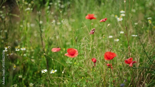Red Poppy Flowers Swaying In The Green Meadow On A Windy Summer Day