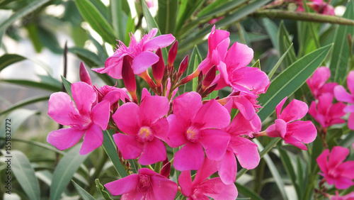 Nerium oleander flower plant in bloom with pink flowers