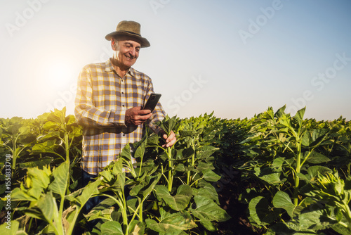 Senior farmer is examining sunflower crops. Happy farmer standing in his growing sunflower field in sunset.