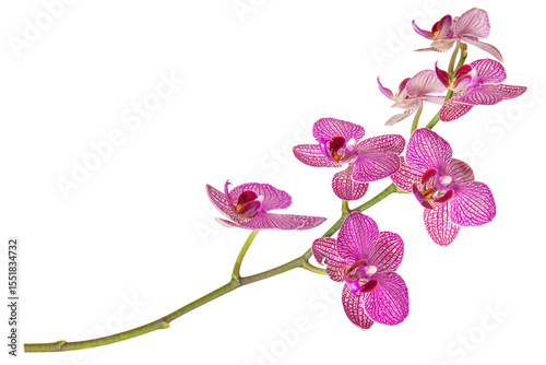 Striped pink orchid branch on white