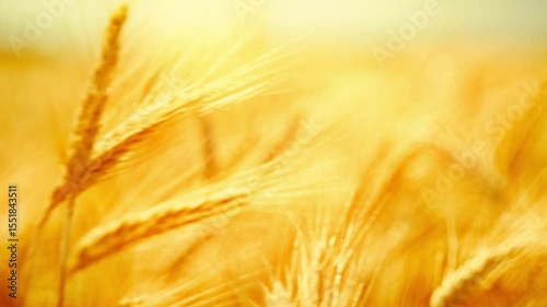 Golden wheat ears blowing in the wind on a sunny day. Natural light, shallow depth of field. Suitable for agricultural, nature, and seasonal projects.