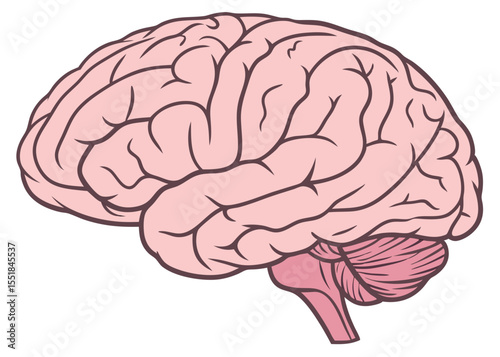 human brain anatomy illustration neuroscience medical education diagram isolated on white background.