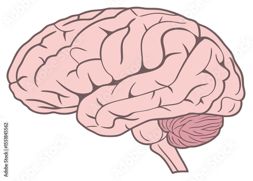 human brain anatomy illustration neuroscience medical education diagram isolated on white background.