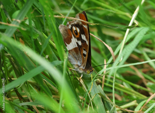A rare Purple Emperor Butterfly, Apatura iris, feeding on minerals or moisture on the grass.