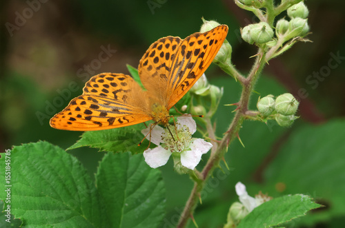 A male Silver-washed Fritillary, Argynnis paphia, nectaring on blackberry flowers.