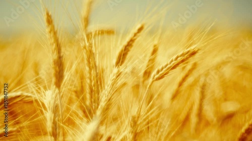 Golden wheat ears blowing in the wind on a sunny day. Natural light, shallow depth of field. Suitable for agricultural, nature, and seasonal projects.