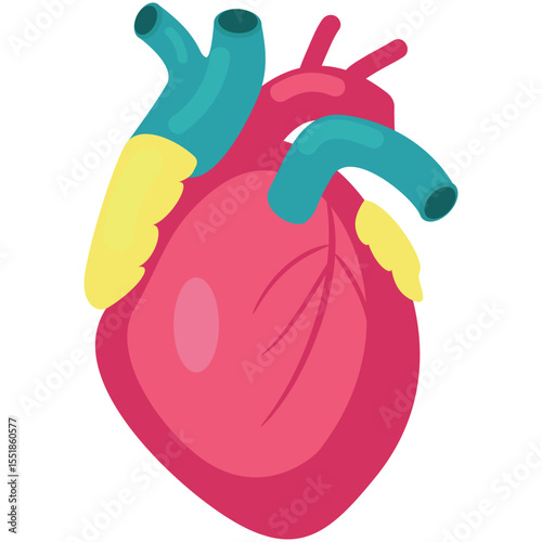 Human heart vector. Organ medical anatomy with blood coronary artery, vein and aorta icon illustration isolated on white background