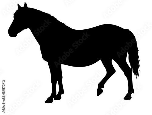 Balearic horse in silhouette pure white background.