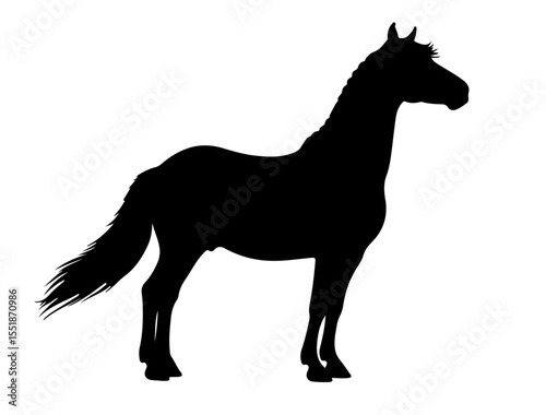Balikun horse in silhouette pure white background.