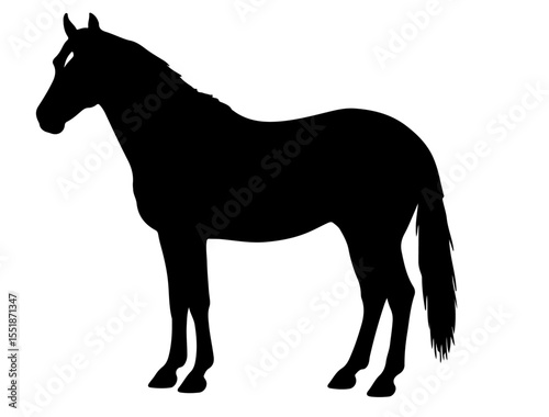 Barb horse in silhouette pure white background. 