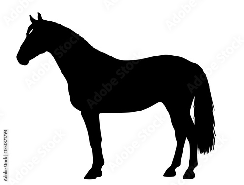 Belgian Sport Horse in silhouette pure white background.