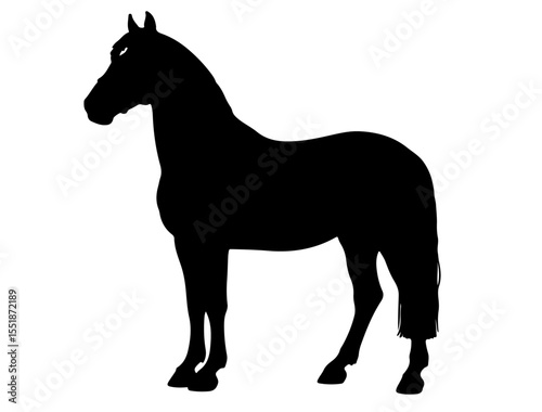 Breton bidet Horse in silhouette pure white background. 