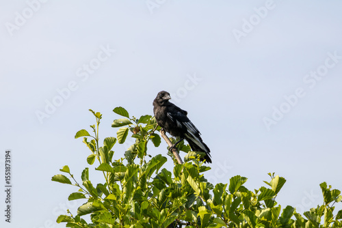 Grand corbeau perché au sommet d’un arbre sur fond de ciel
