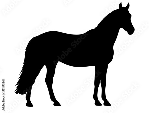 Danish Warmblood in silhouette pure white background.