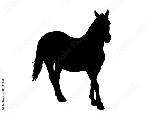 Danube Delta horse in silhouette pure white background. in silhouette.