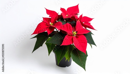 red poinsettia flower