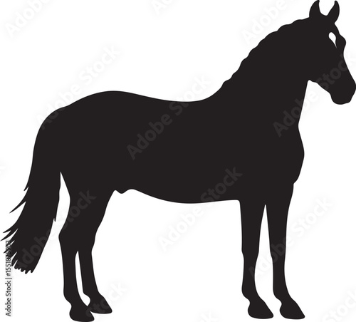  Dutch Warmblood in silhouette pure white background. 
