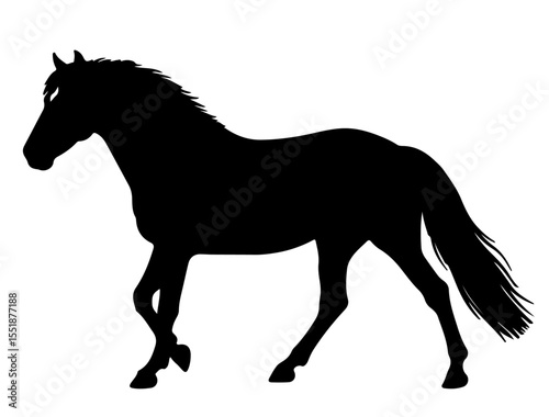 Morgan horse in silhouette pure white background.