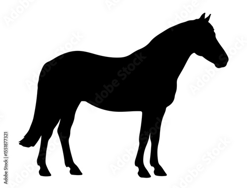 New Forest pony horse in silhouette pure white background.