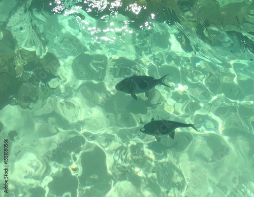 Top view of two dark fish gliding through crystal clear turquoise water with sunlight reflections and subtle underwater textures.