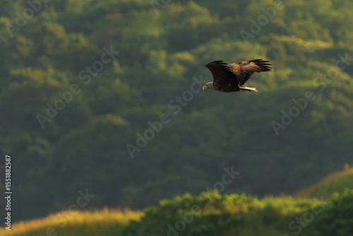 飛ぶオジロワシ