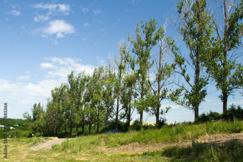 Fototapeta premium A group of trees in a field
