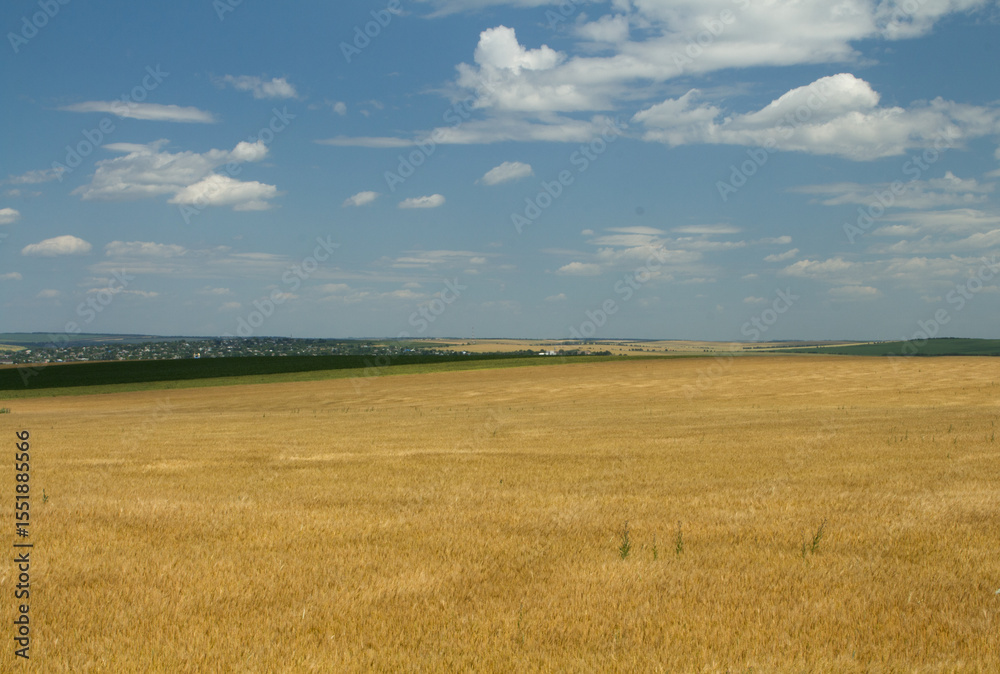 A large field of yellow grass A large field of yellow grass