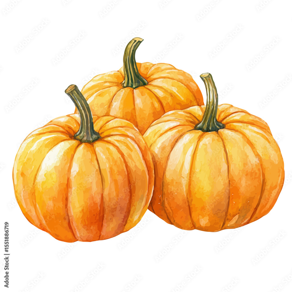 Fototapeta premium watercolor of Pumpkins, vector, isolated on a white background.