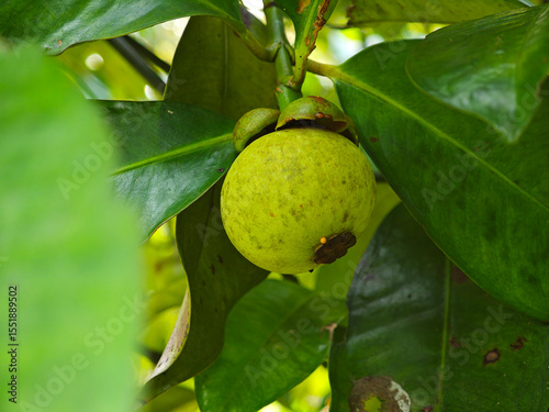 green mangosteen in the garden