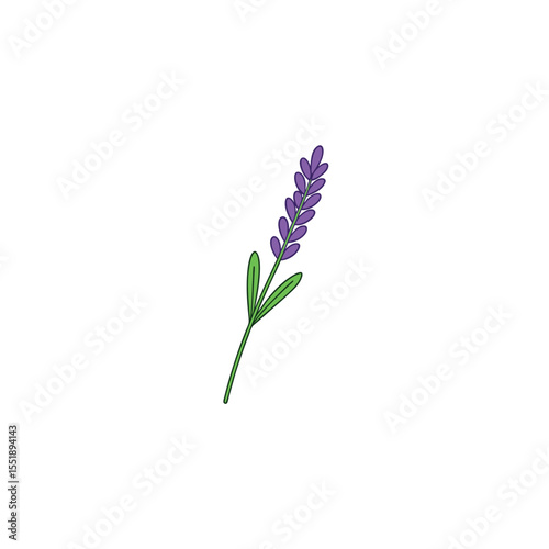 Fragrant Purple Lavender Vector Sprig with Tiny Flowers for Botanical Art and Decor