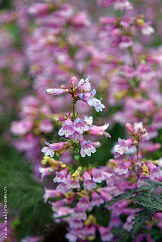 Macro image of Penstemon blooms covered with rain drops, Kent England
