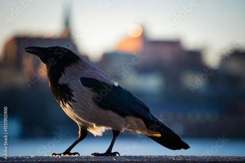 Close up of a crow with city in background