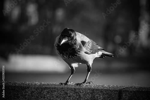 Close up of a crow in black and white